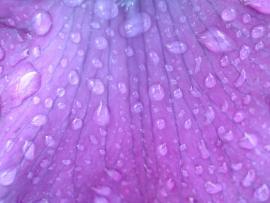 Water Drops Purple Picture Backgrounds