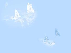 White Butterflies Free For Your  Download Backgrounds