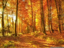 Yellow Woods Presentation Backgrounds