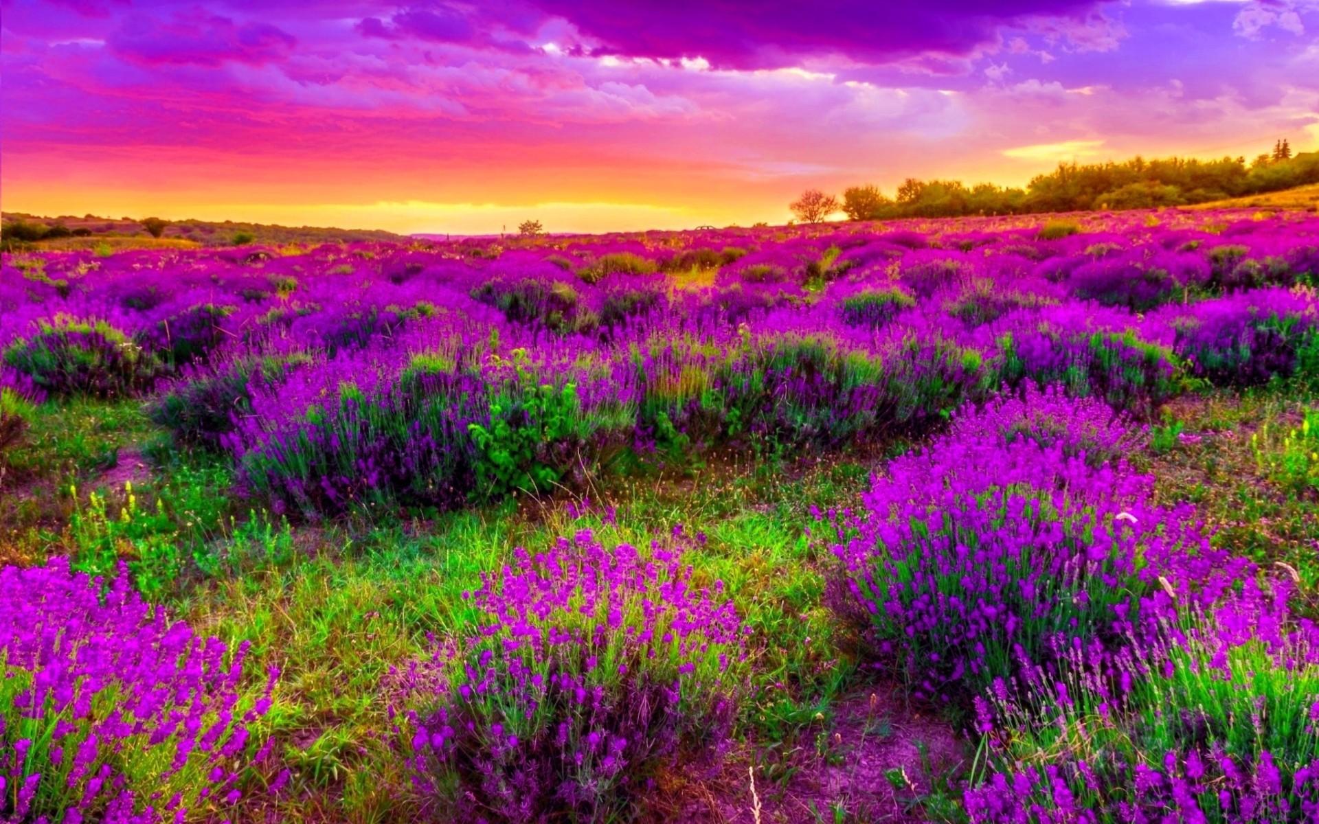 Beautiful Sky and Spring Landscape HDs Download Beautiful Sky and Spring Landscape HDs Download PPT Backgrounds