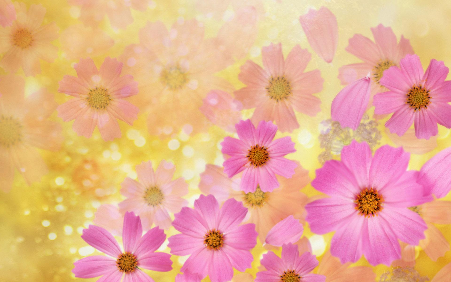 Cosmos Flowers  High QualitysWallpaper Desktop   Clipart PPT Backgrounds