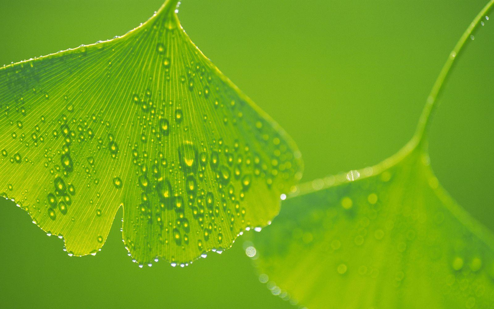 Leaves Template Leaves Template PPT Backgrounds