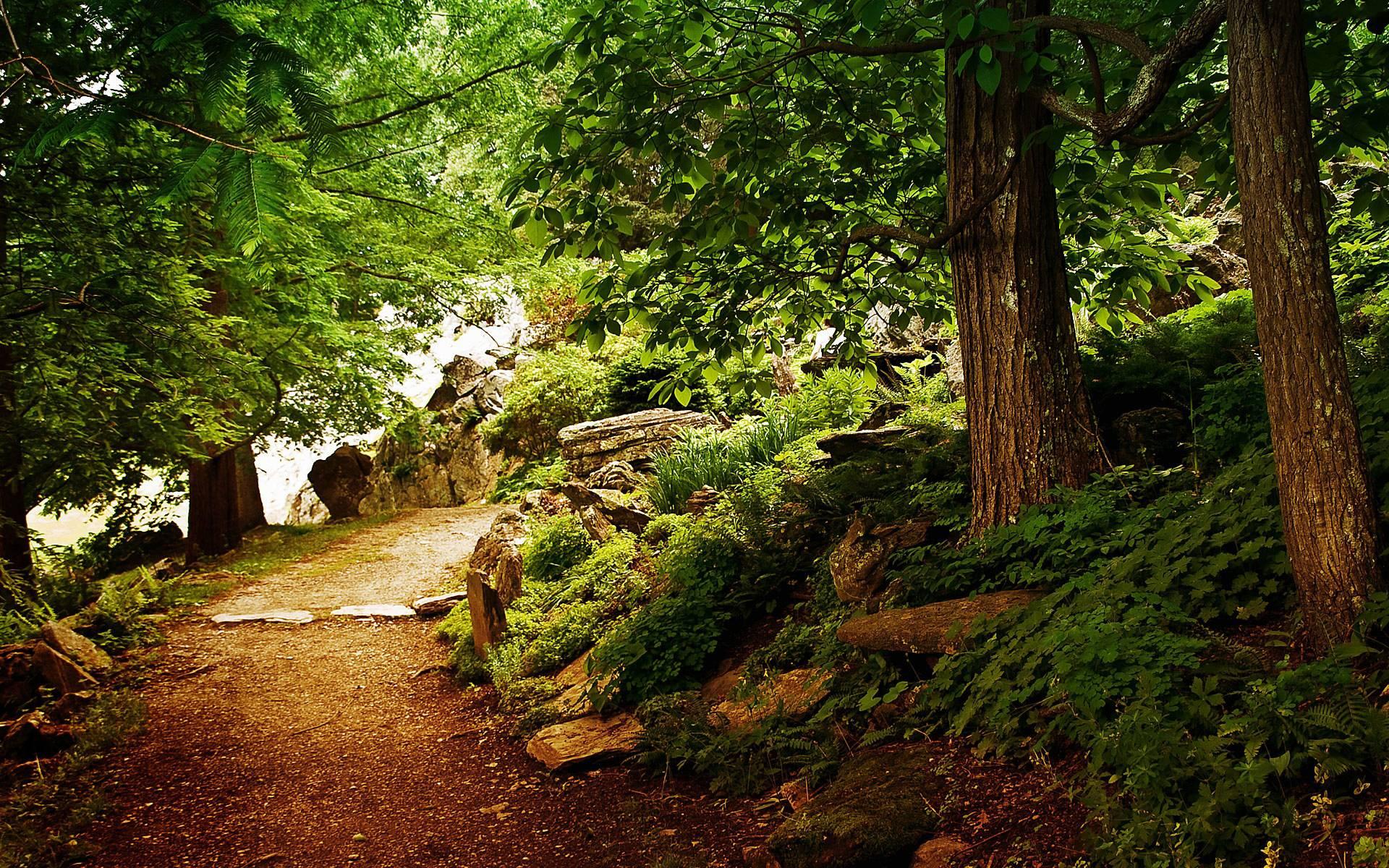 Romantic Woods image PPT Backgrounds