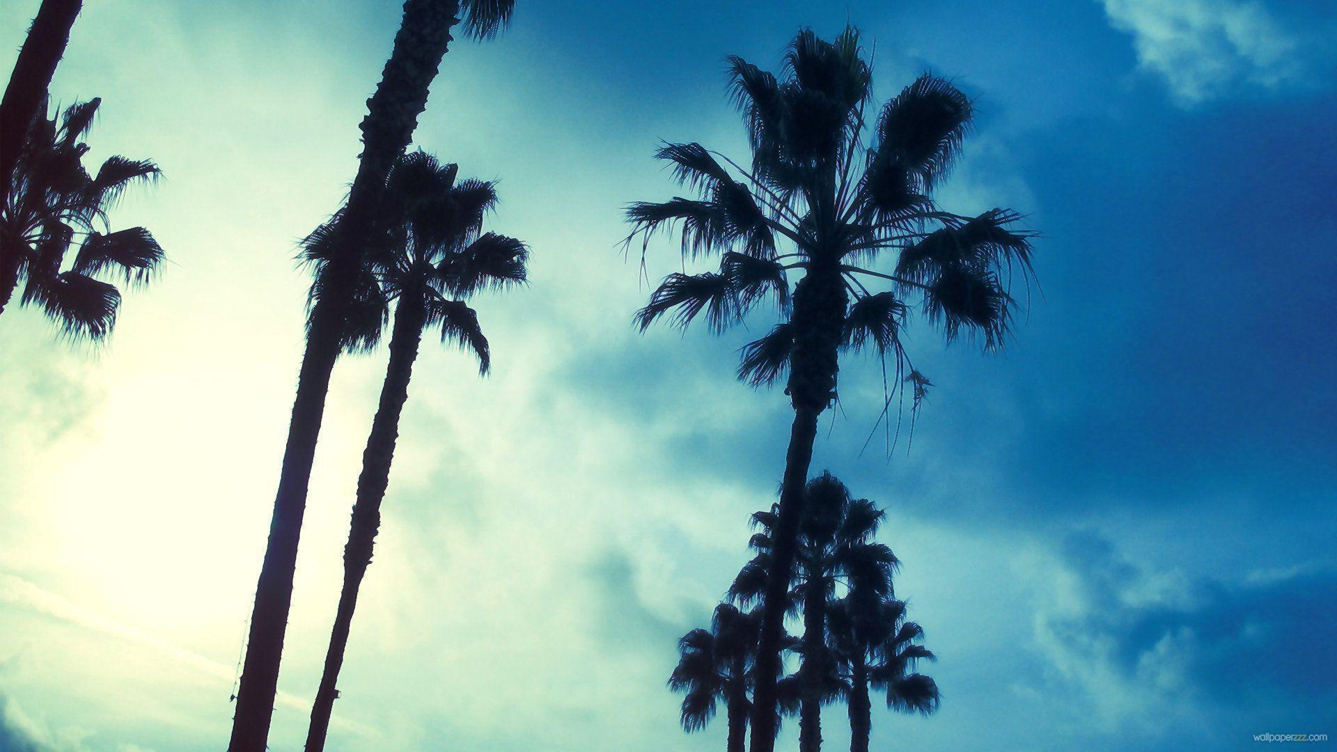 Sky Face Palm Tree Download Sky Face Palm Tree Download PPT Backgrounds