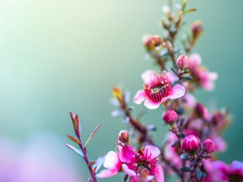 20 Tumblr Flower s  FreeCreatives Clipart Backgrounds