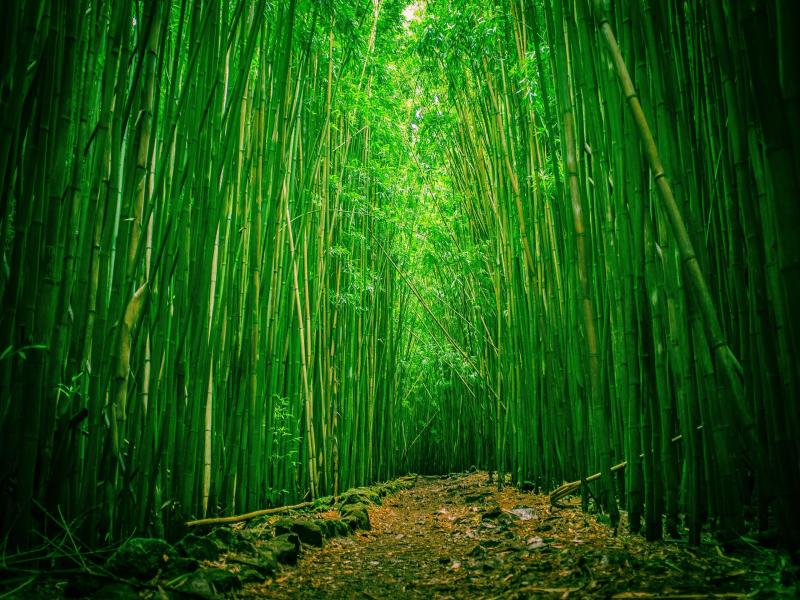 Amazing Bamboo Frame Backgrounds