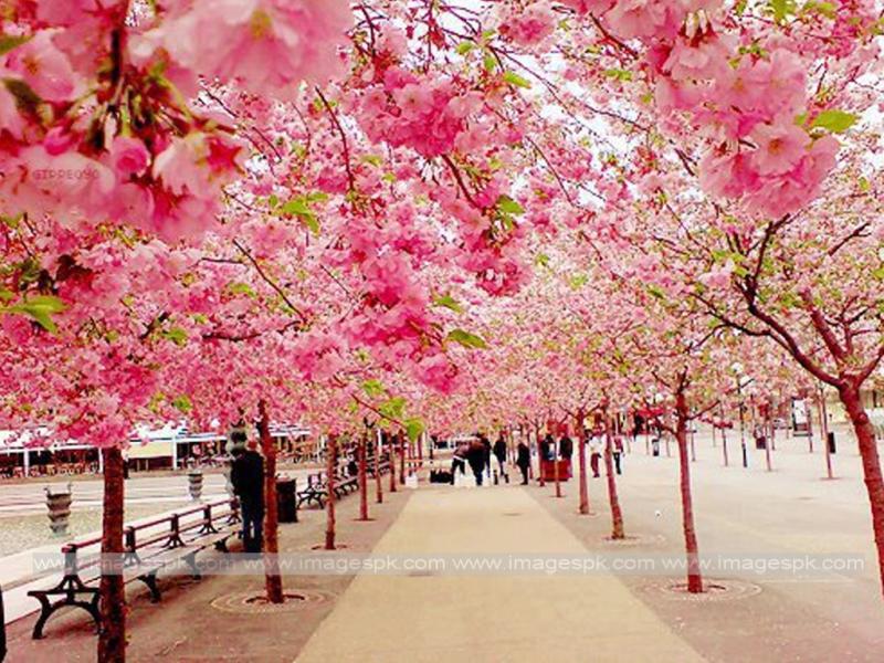 Amazing Cherry Blossom Backgrounds