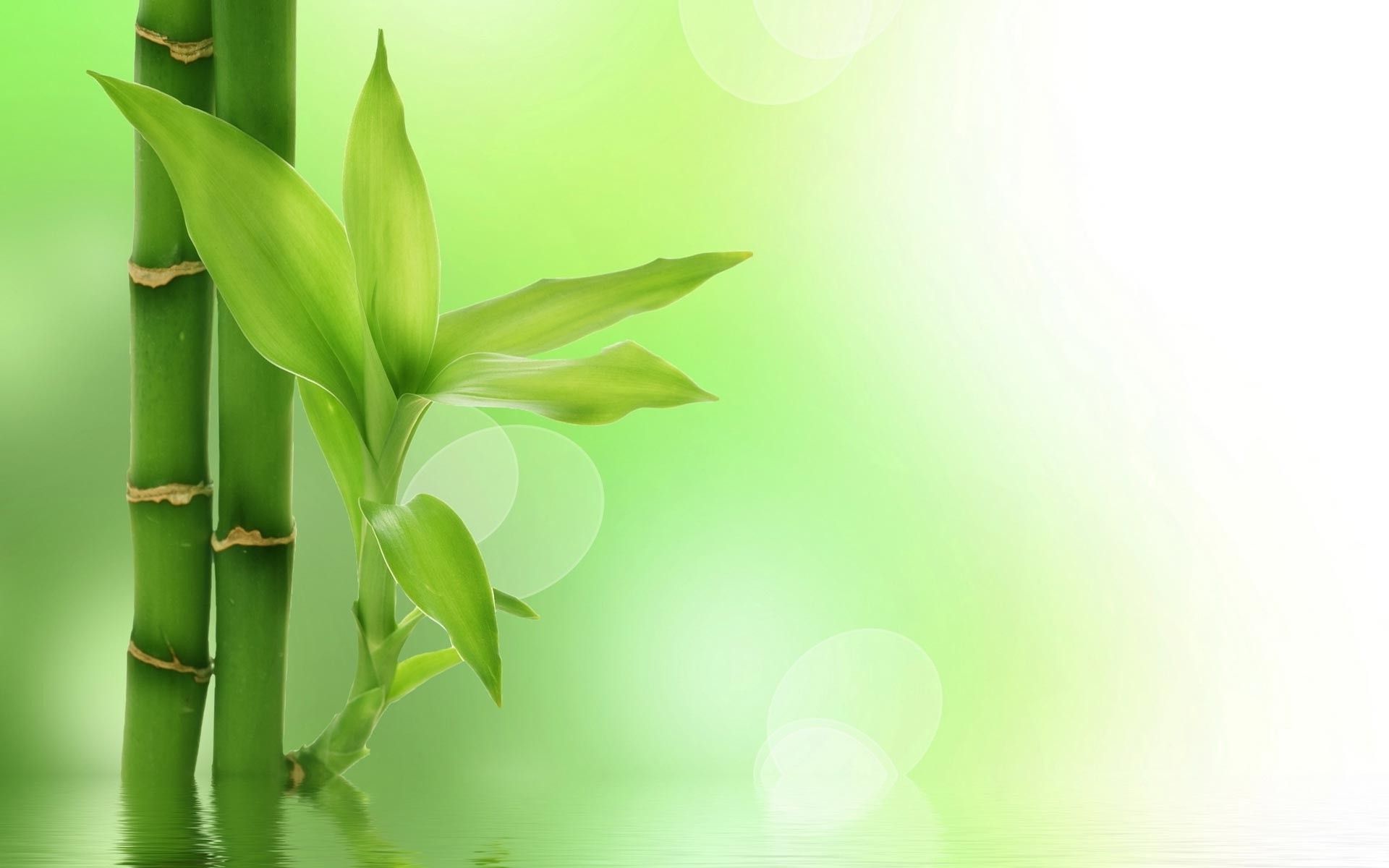 Art Bamboo Backgrounds For Powerpoint Templates PPT Backgrounds