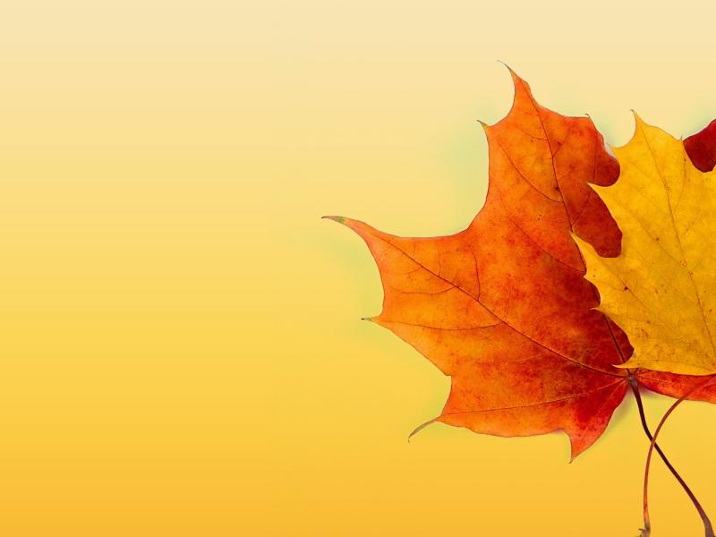 Autumn Frame Backgrounds