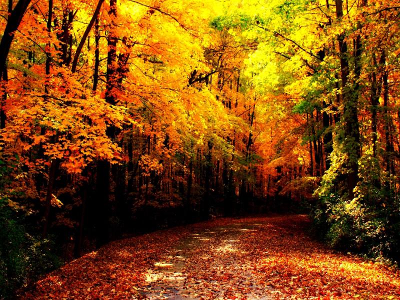 Autumn Images Autumn HD and Photos   Clip Art Backgrounds