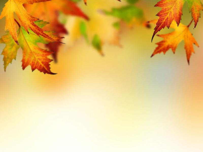 Autumn Leaf Border Design Backgrounds