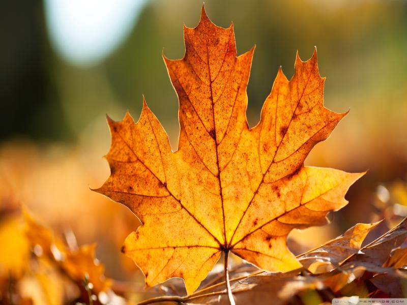 Autumn Maple Leaves Backgrounds