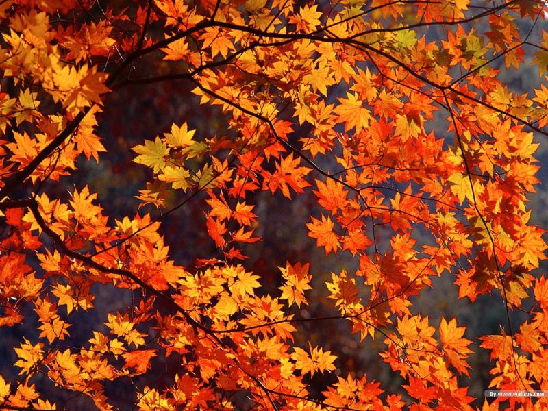 Autumn Tints Backgrounds