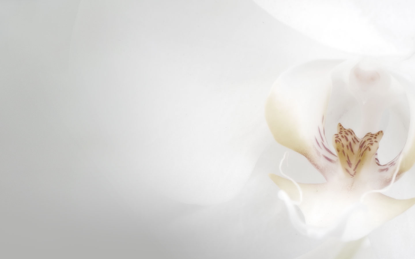 Background White Gallery Wedding Frame Backgrounds for Powerpoint