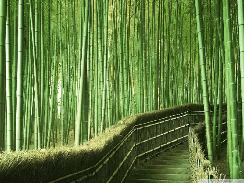 Bamboo Hd Template Backgrounds