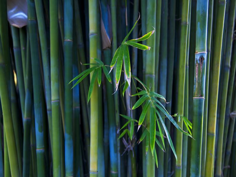 Bamboo image Backgrounds