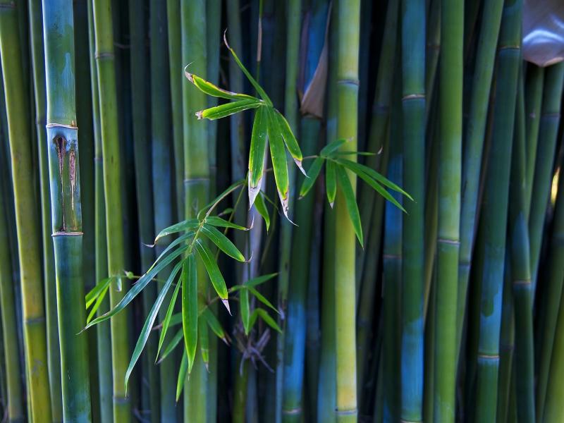 Bamboo Photo Backgrounds