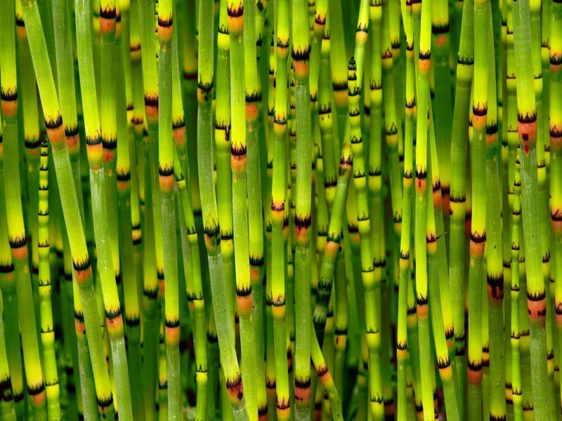 Bamboo Presentation Backgrounds