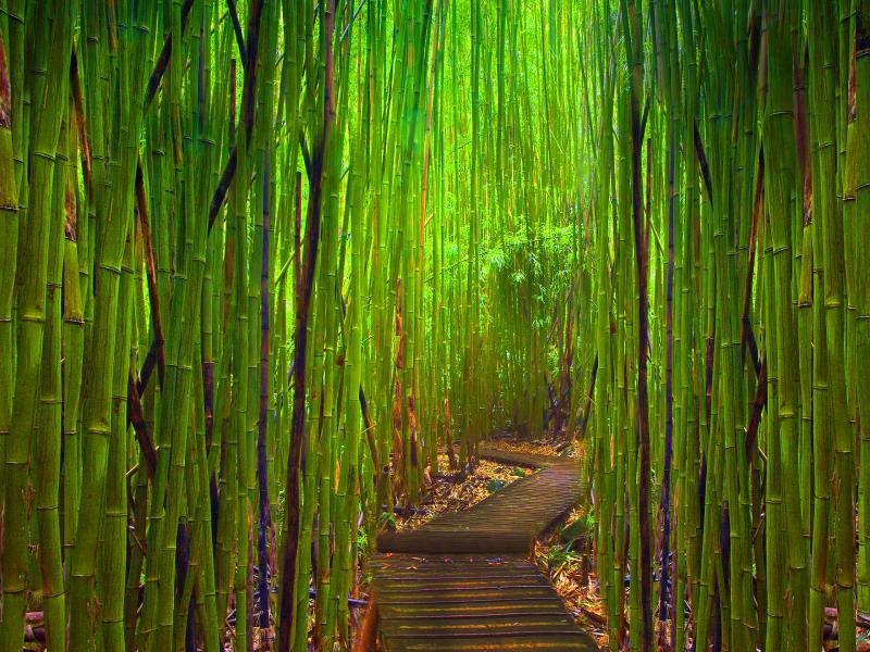 Bamboo Tree Photo Backgrounds