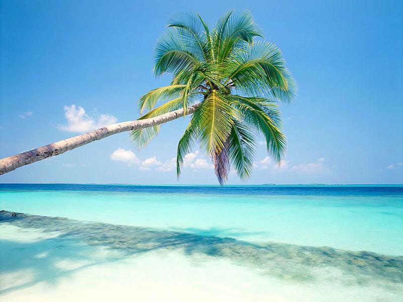 Beach Sky Palm Trees Frame Backgrounds