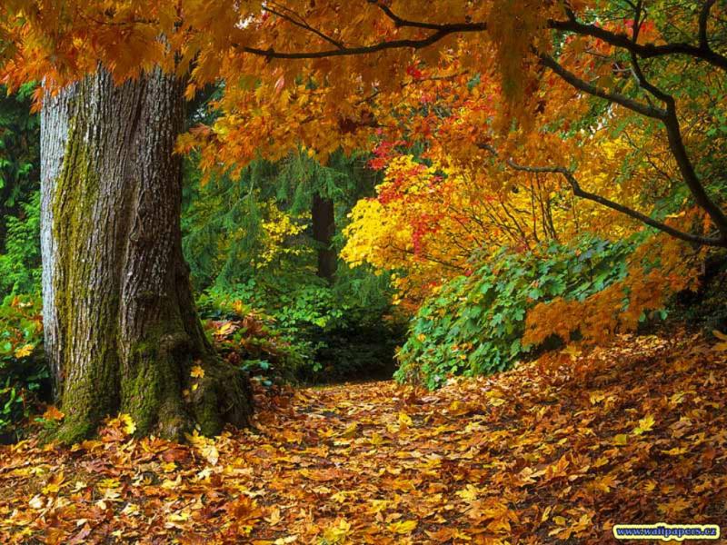 Beautiful Autumn Seasons HD  Nices Photo Backgrounds