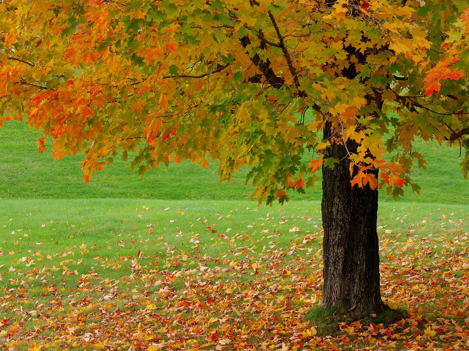 Beautiful Autumn Seasons HD Nices Quality Backgrounds for Powerpoint ...