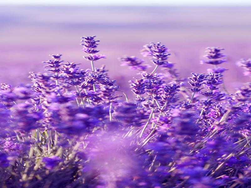 Beautiful Lavender Hd Clip Art Backgrounds