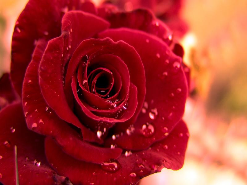 Beautiful Red Roses Graphic Backgrounds