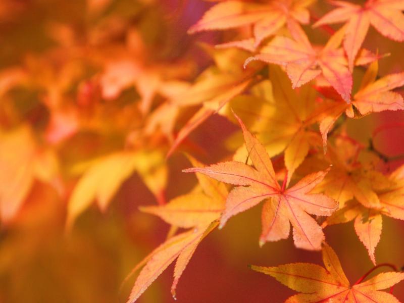 Birds Autumn Leaves Backgrounds