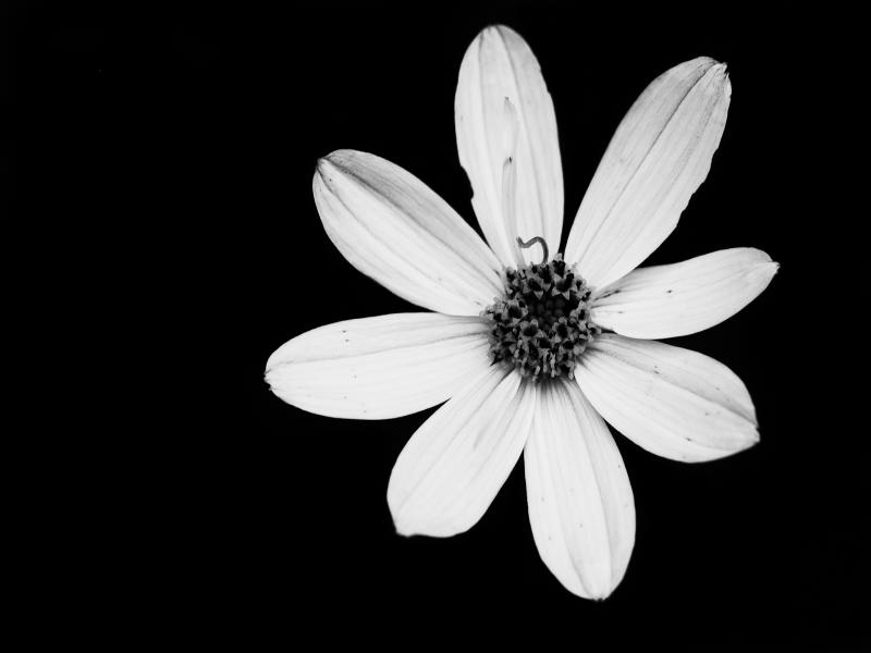 Black and White Flower Templates Backgrounds