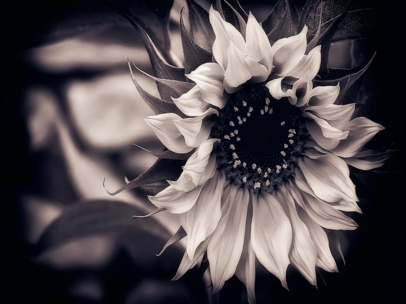 Black and White Flowers Backgrounds