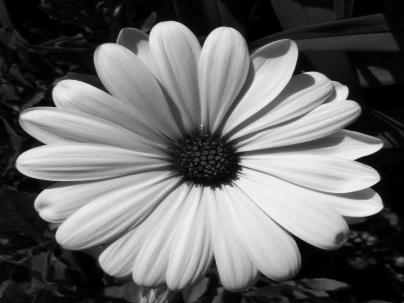 Black and White Photography Flowers Image Picture Backgrounds