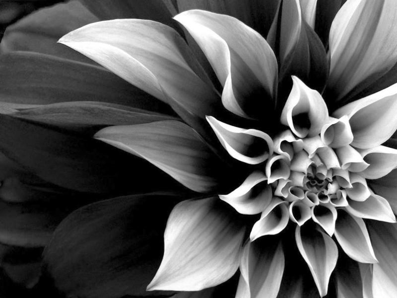 Black and White Real Flowers Many Flowers Presentation Backgrounds