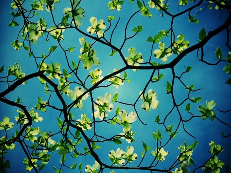 Blue Desktop Trees Design Backgrounds