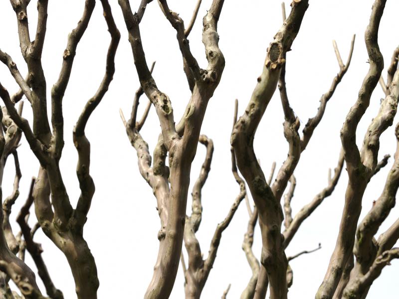 Branches Backgrounds