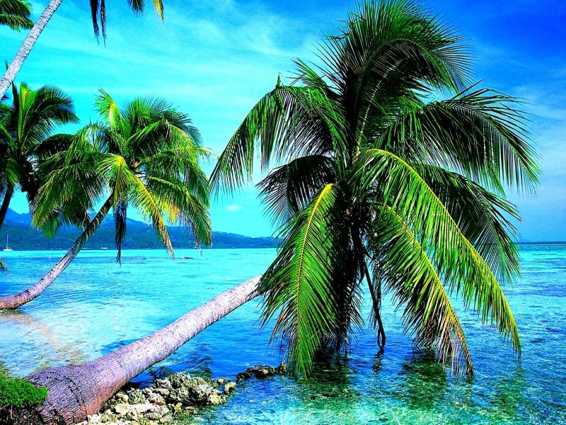 Breath Taking Nature Palm Tree Backgrounds