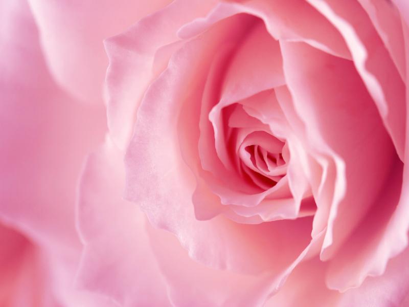 Brilliant Pink Rose Quality Backgrounds