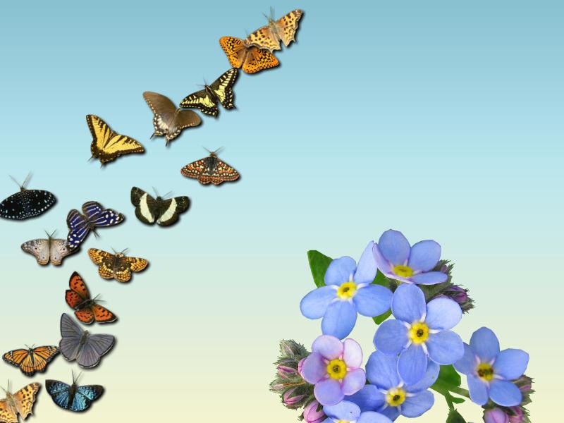 Butterflies Backgrounds