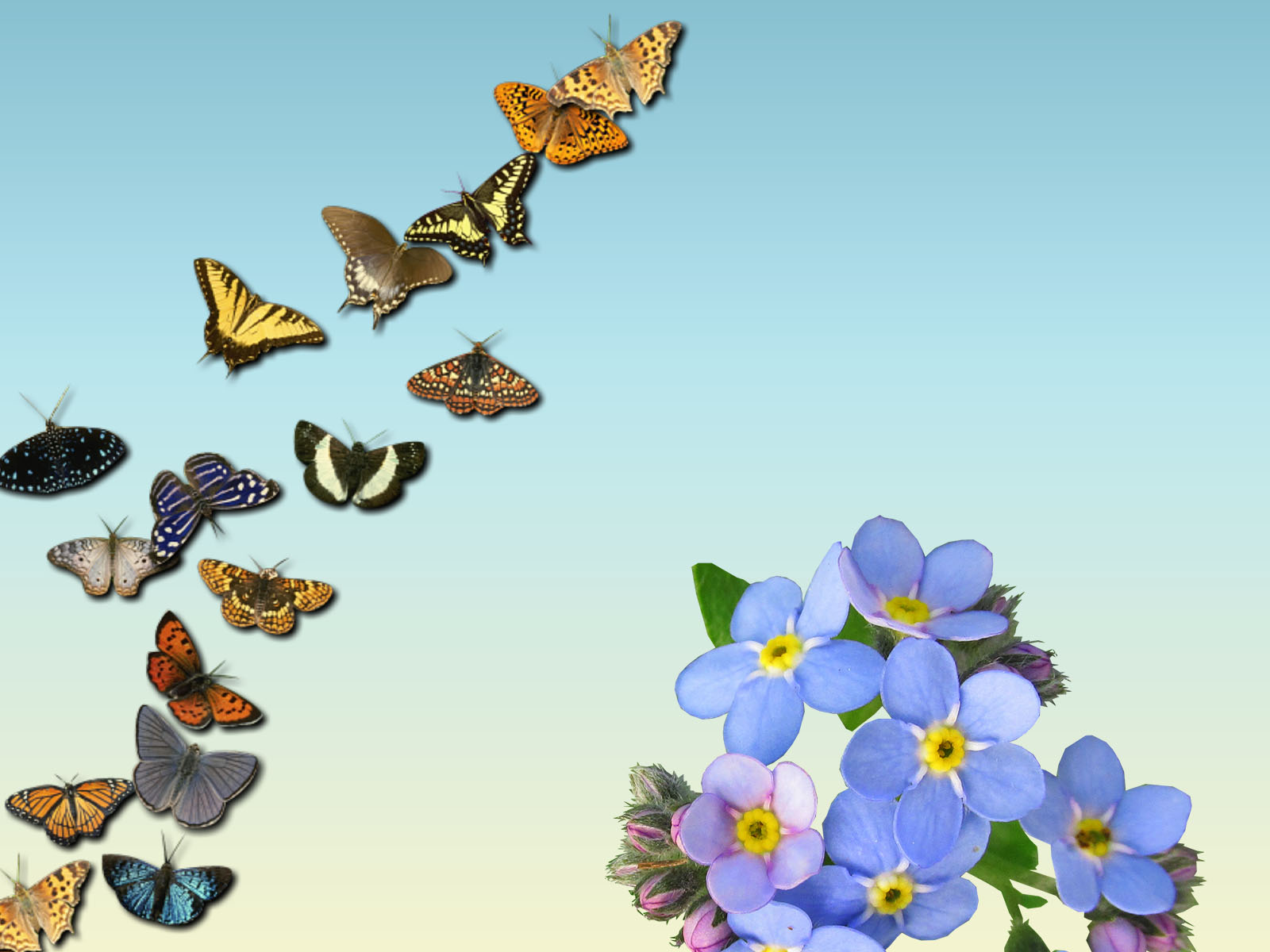 Butterflies Backgrounds for Powerpoint Templates PPT Backgrounds