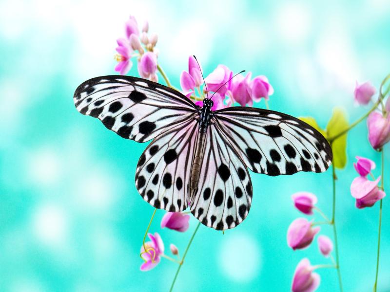 Butterfly  Best HD Slides Backgrounds