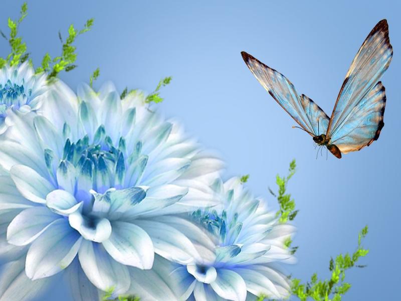 Butterflys  Desktops Slides Backgrounds