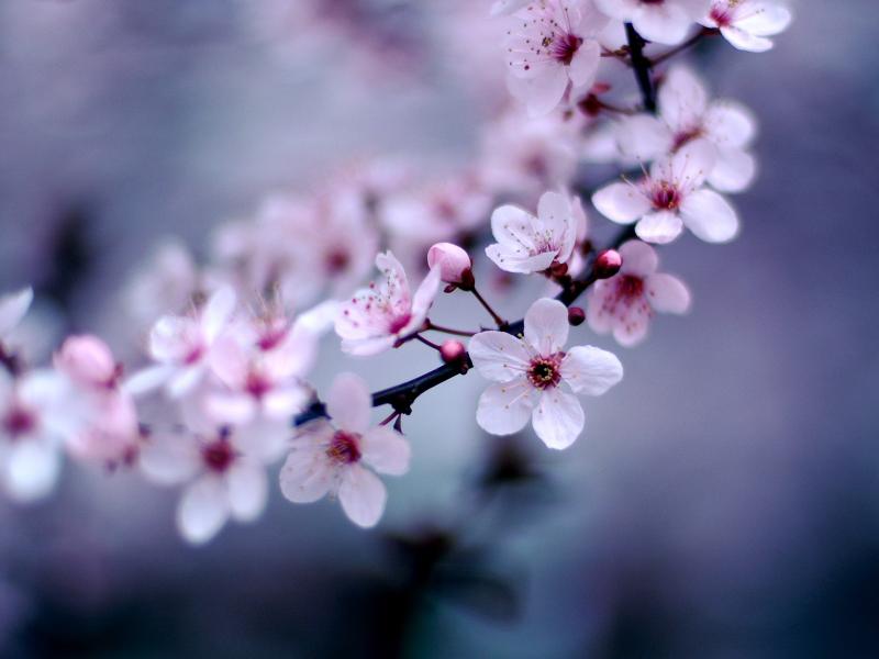 Cherry Blossom Art Backgrounds