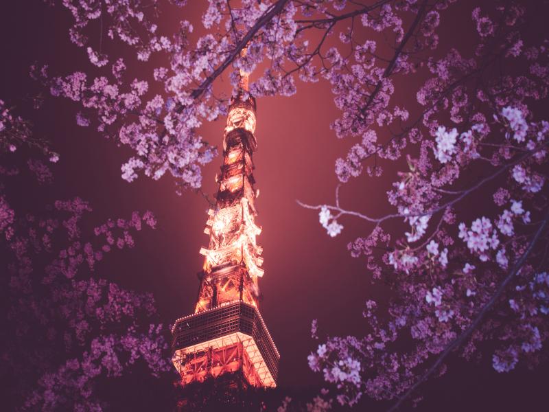 Cherry Blossom Art Backgrounds