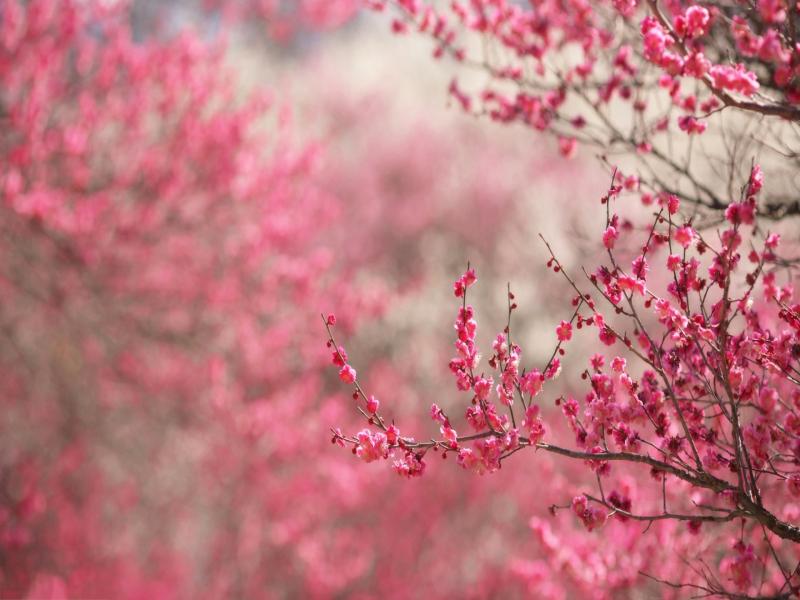 Cherry Blossom Clipart Backgrounds