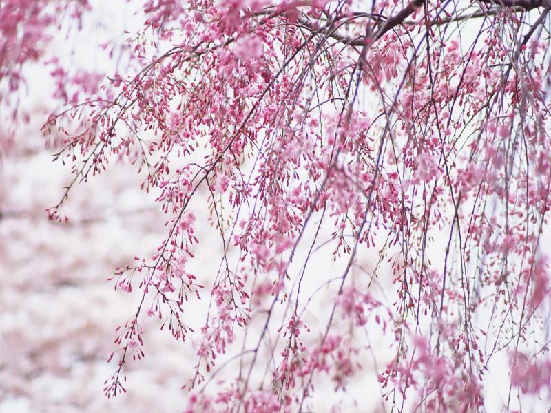 Cherry Blossom Design Backgrounds