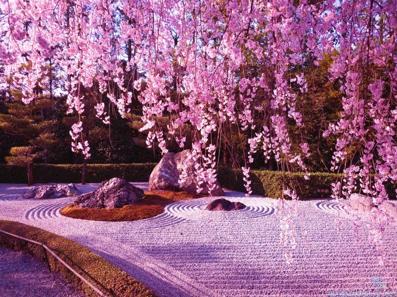 Cherry Blossom Design Backgrounds