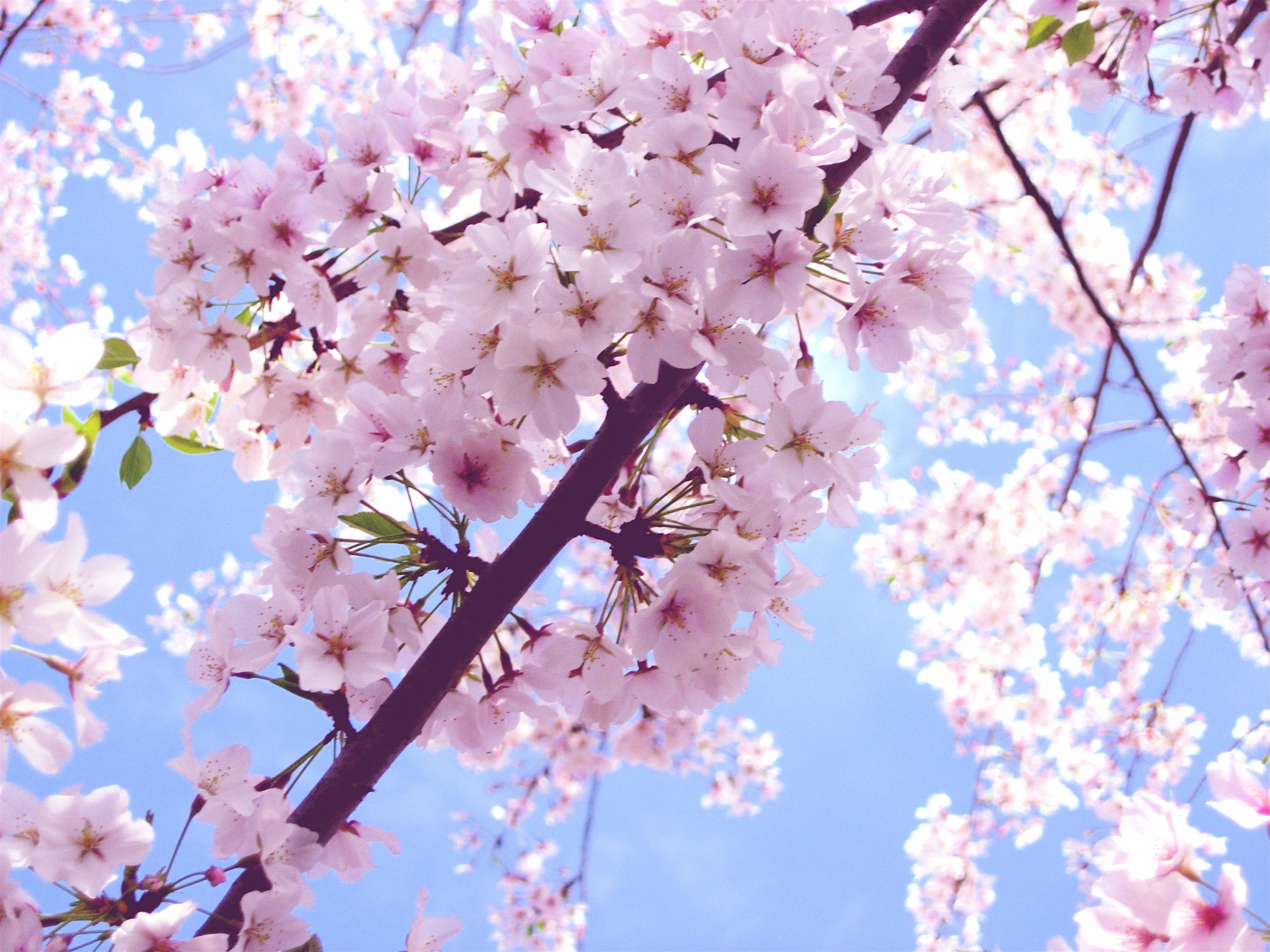 wallpapers Cherry Blossom Cute Flower Powerpoint Background cherry blossom image backgrounds for