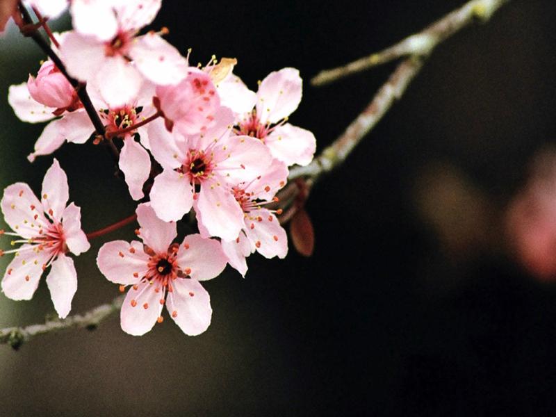 Cherry Blossom Picture Backgrounds