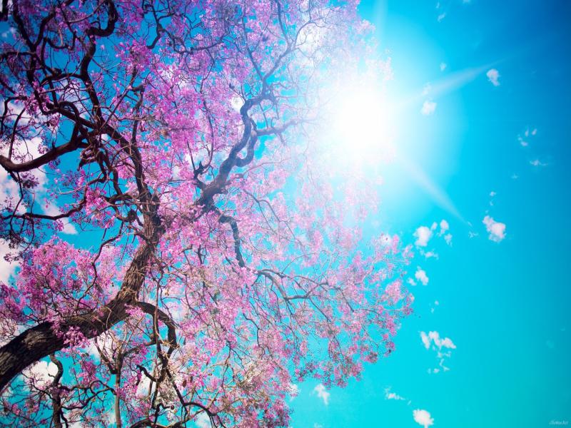 Cherry Blossom Picture Backgrounds