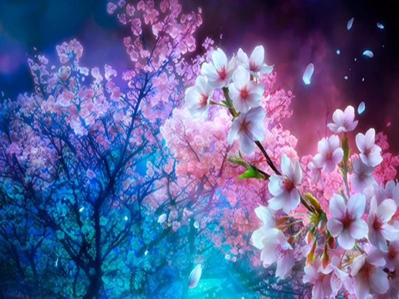 Cherry Blossom Presentation Backgrounds